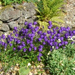 Campanula pulloides 'G.F. Wilson'