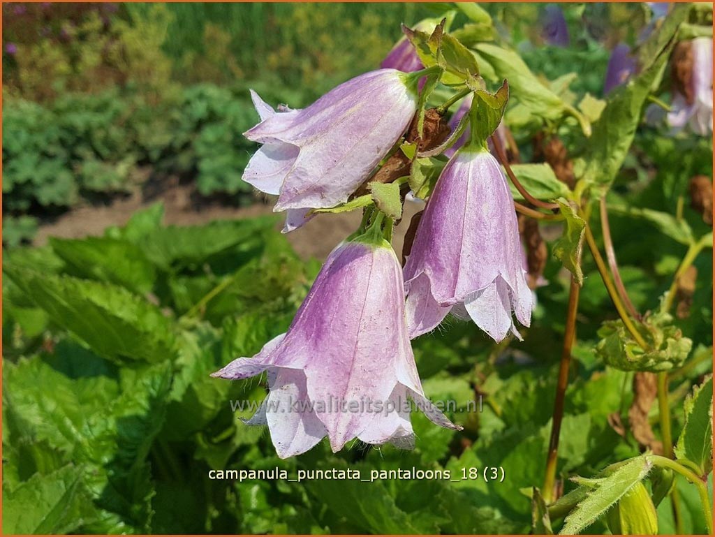 Campanula punctata 'Pantaloons'