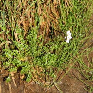 Cardamine pratensis