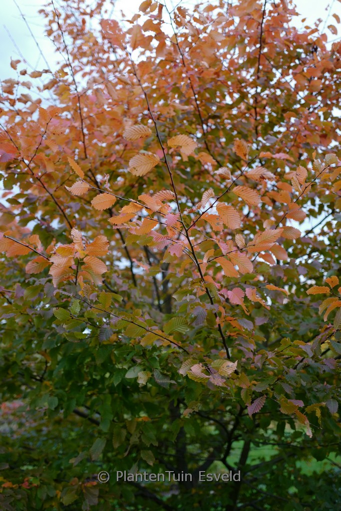 Carpinus betulus 'Lochglow' (ROCKHAMPTON RED)