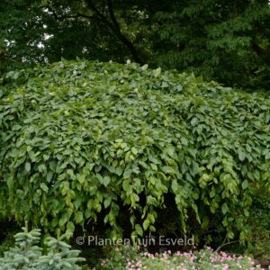 Carpinus betulus 'Pendula'