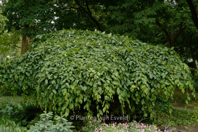 Carpinus betulus 'Pendula'