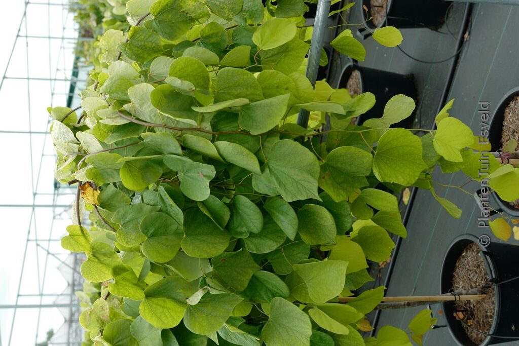 Cercis canadensis 'NC2015 12' (Golden Falls)