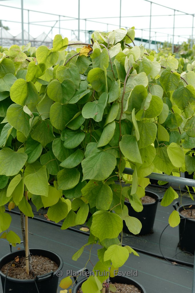 Cercis canadensis 'NC2015 12' (Golden Falls)