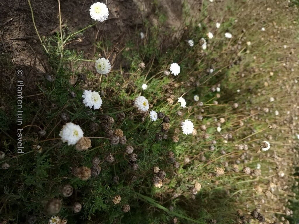 Chamaemelum nobile 'Ligulosum'
