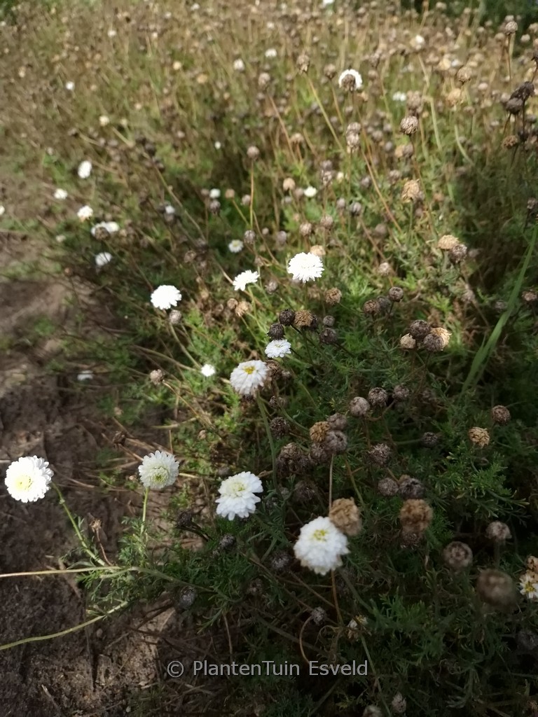 Chamaemelum nobile 'Ligulosum'