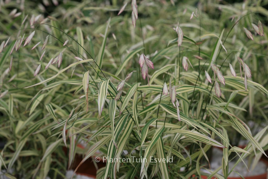 Chasmanthium latifolium 'River Mist'