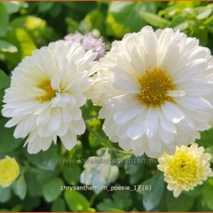 Chrysanthemum 'Poesie'