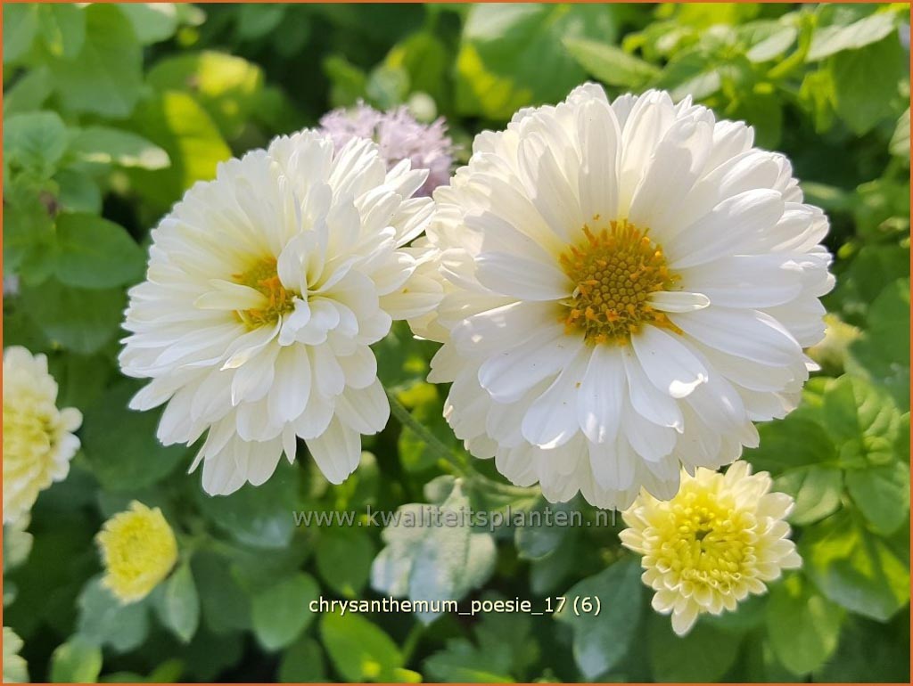 Chrysanthemum 'Poesie'