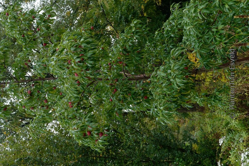 Cornus capitata 'Kilmacurragh Rose'