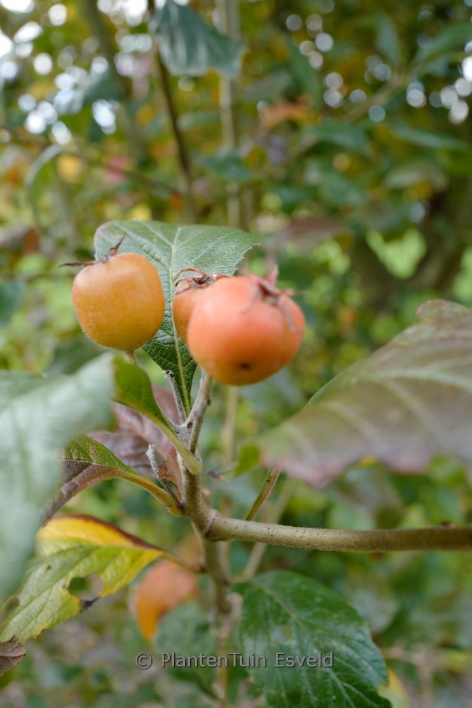 Crataegus lavallei 'Carrierei'