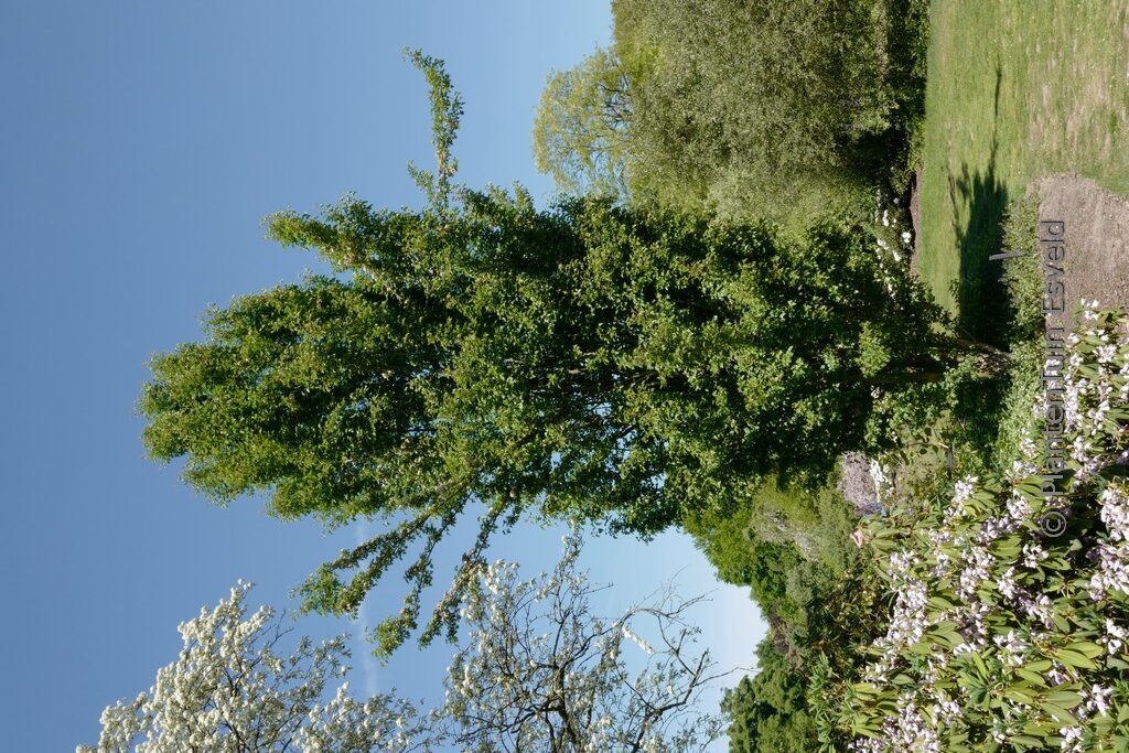 Crataegus monogyna 'Stricta'