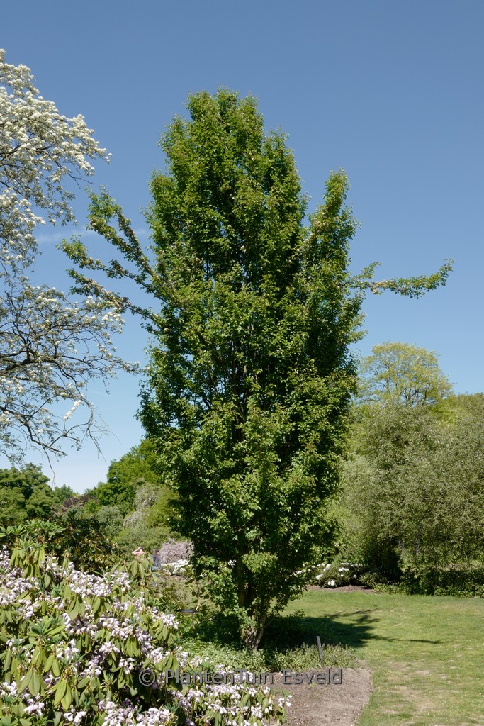 Crataegus monogyna 'Stricta'