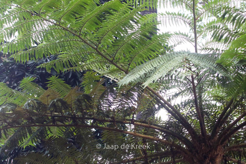 Cyathea cooperi