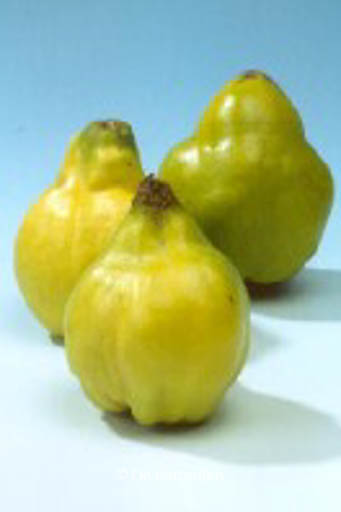 Cydonia oblonga 'Leskovacz'