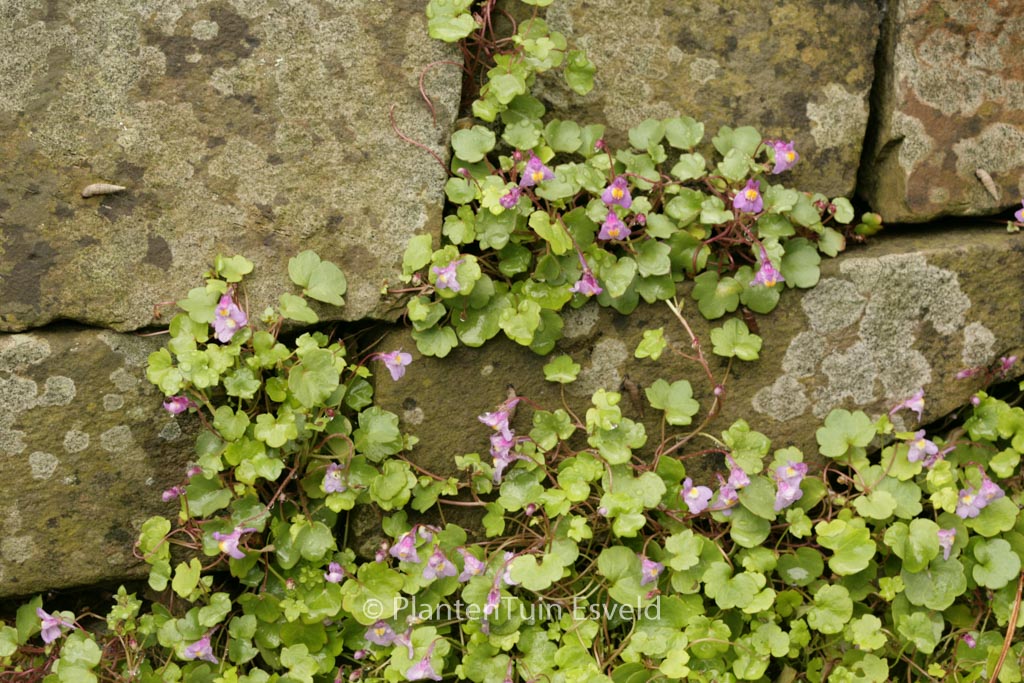 Cymbalaria muralis