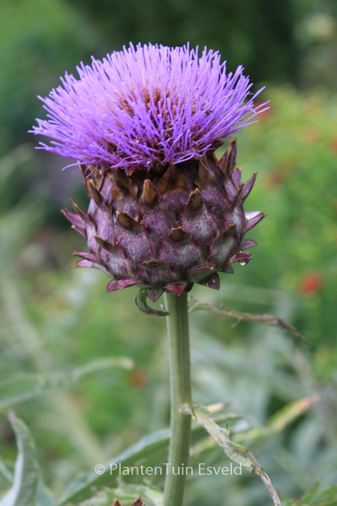 Cynara scolymus 'Cardy'