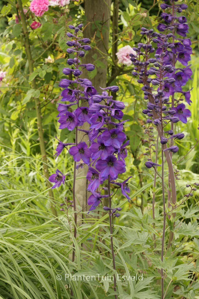 Delphinium 'Black Knight'