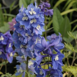 Delphinium 'Blue Bird'