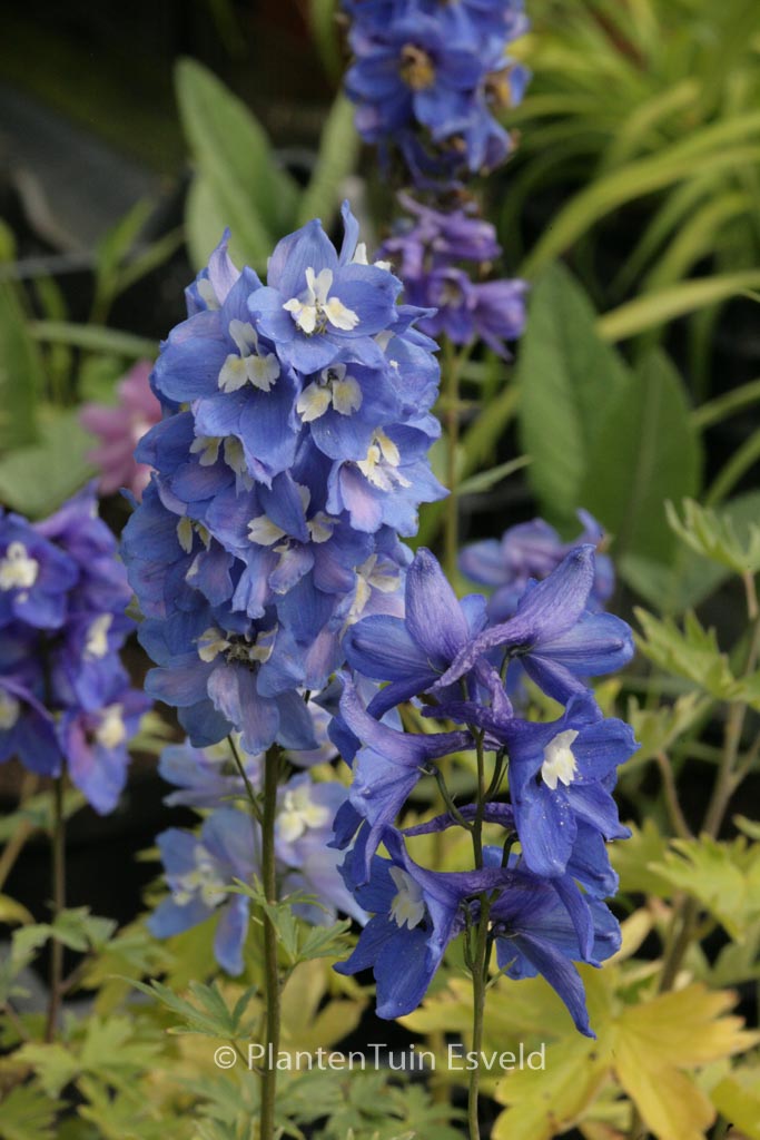Delphinium 'Blue Bird'
