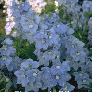 Delphinium 'Cliveden Beauty'