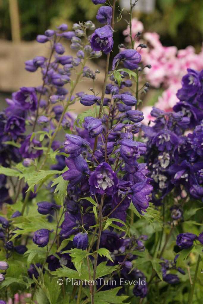 Delphinium 'King Arthur'