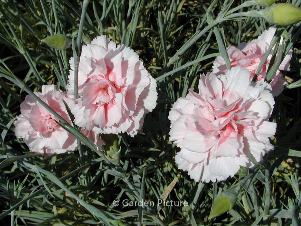 Dianthus 'Doris'
