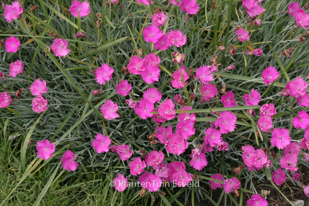 Dianthus gratianopolitanus 'Feuerhexe'