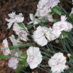 Dianthus 'Haytor White'