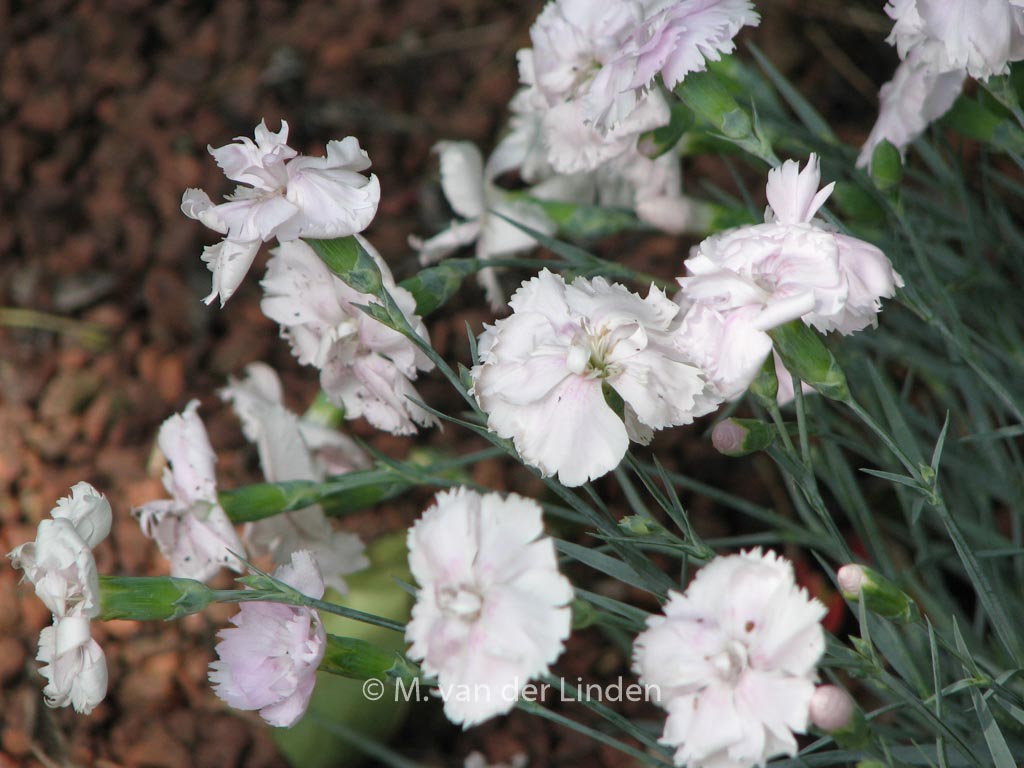 Dianthus 'Haytor White'