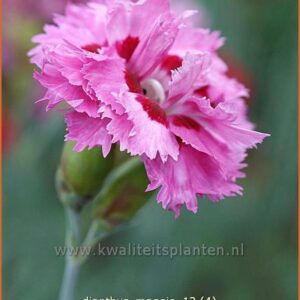 Dianthus 'Maggie'
