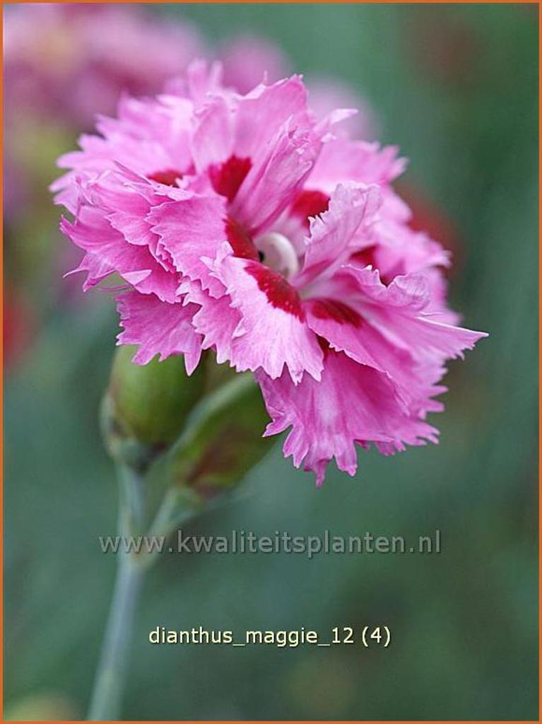 Dianthus 'Maggie'
