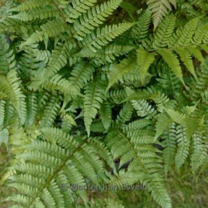 Dryopteris championii