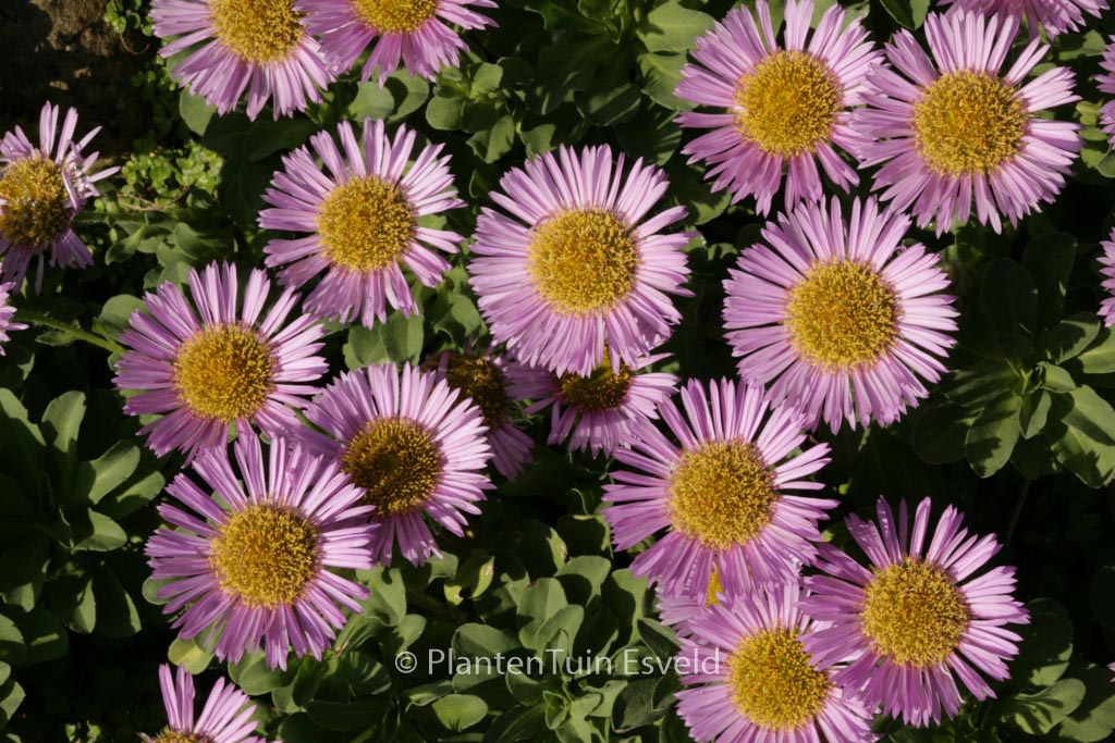 Erigeron 'Rosa Juwel'