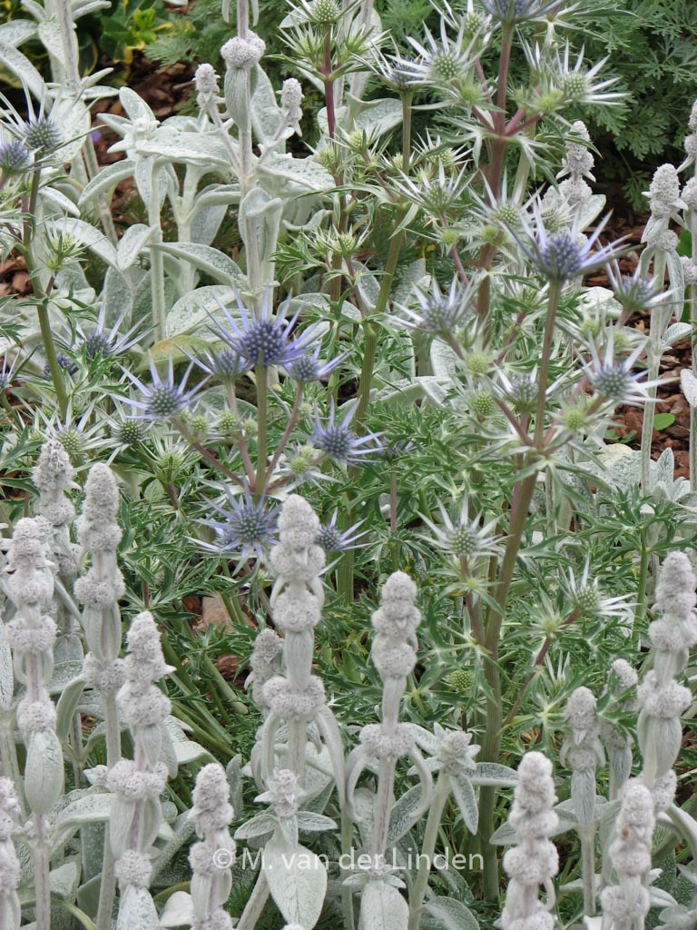 Eryngium planum 'Blaukappe'