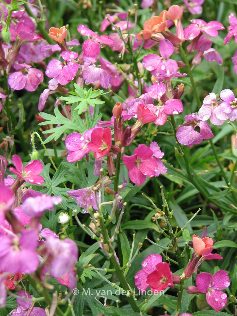 Erysimum 'Constant Cheer'