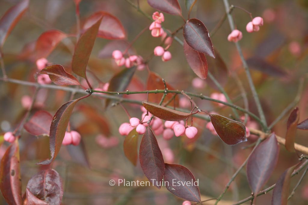 Euonymus hamiltonianus 'Indian Summer'