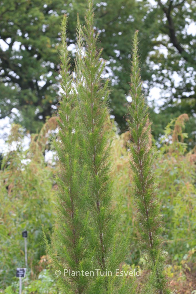 Eupatorium cappillifolium 'Elegant Plume'