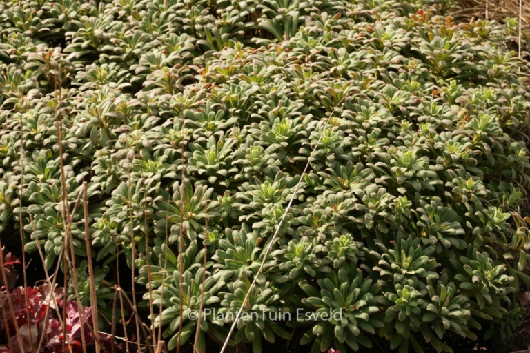 Euphorbia characias 'Portuguese Velvet'