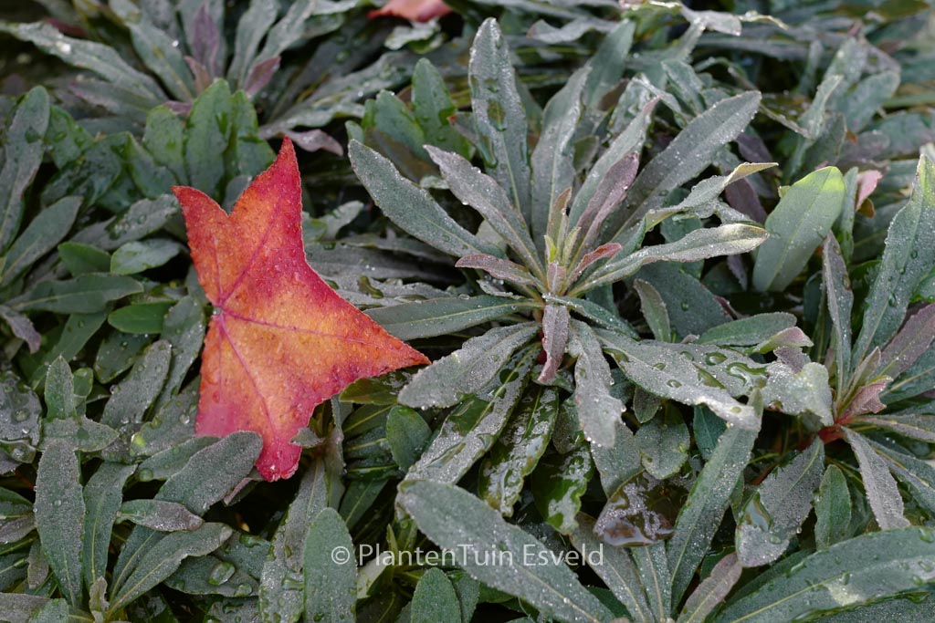 Euphorbia 'Nothowlee' (BLACKBIRD)