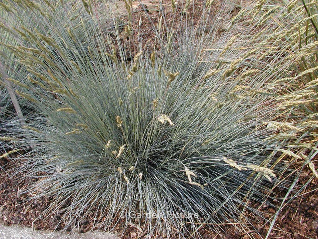 Festuca glauca 'Azurit'