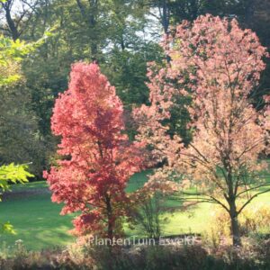 Fraxinus angustifolia 'Raywood'