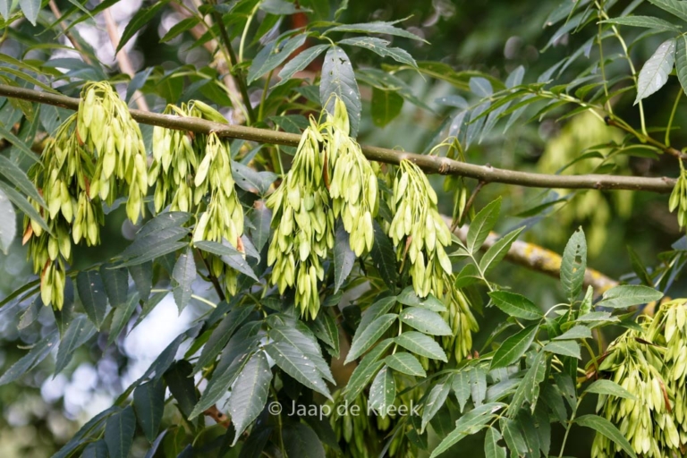 Fraxinus excelsior