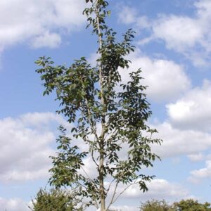 Fraxinus ornus 'Louisa Lady'