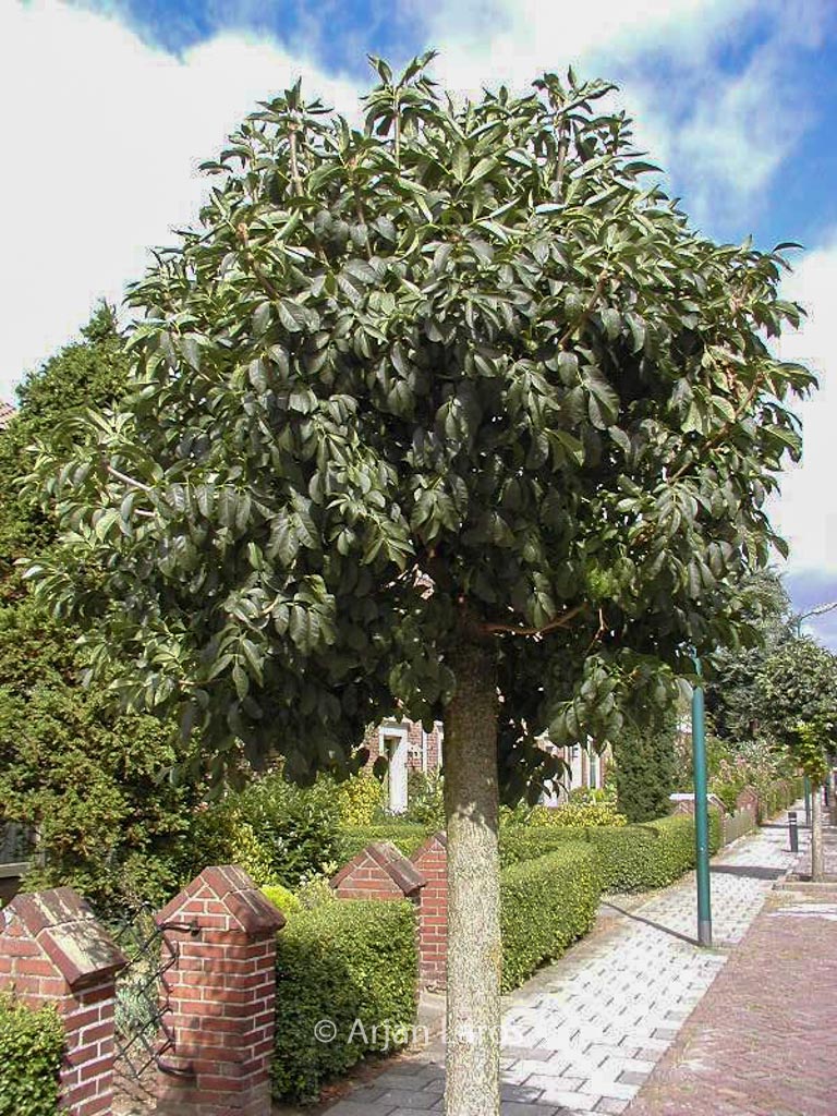 Fraxinus ornus 'Mecsek'