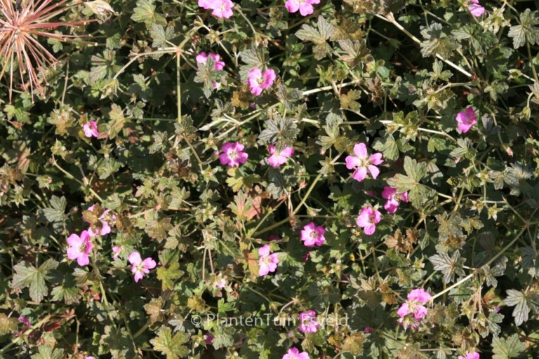 Geranium 'Bremery' (ORKNEY CHERRY)