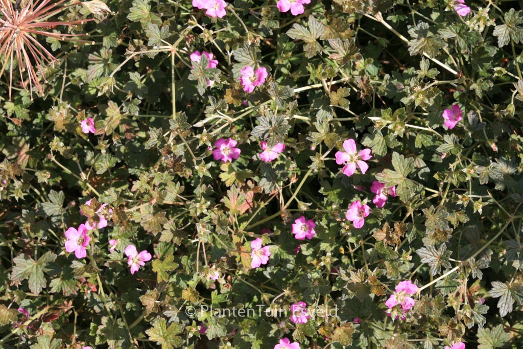 Geranium 'Bremery' (ORKNEY CHERRY)