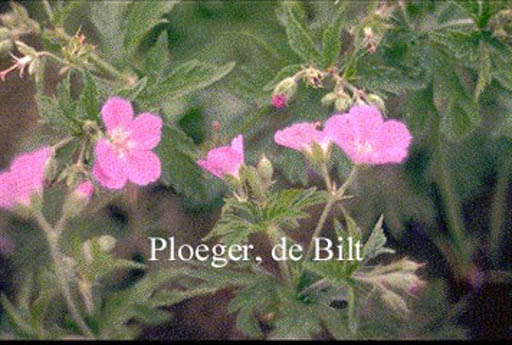 Geranium oxonianum 'Claridge Druce'