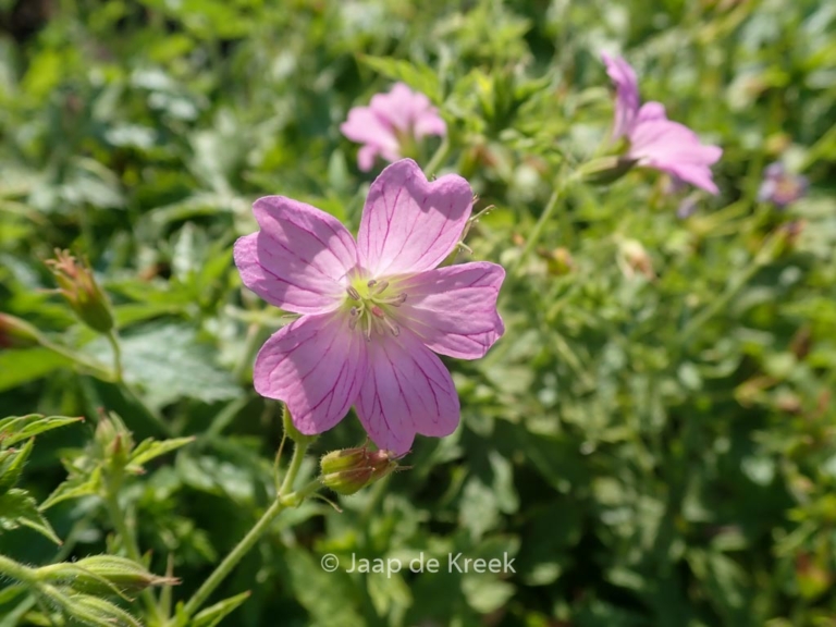 Geranium oxonianum 'Lady Moore'