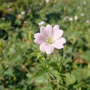 Geranium oxonianum 'Maurice Moka'